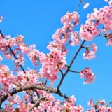 【コロナウィルスの影響】住宅ローンの滞納